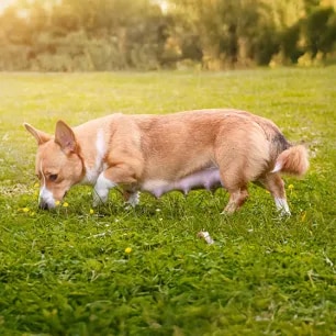 Top Tips for a Healthy Dog Pregnancy.