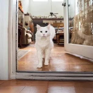 The Truth About Cat Allergens