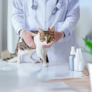Understanding Cat Spraying and Marking