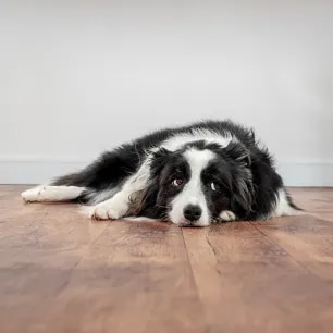 Understanding Dog Body Language