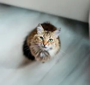Understanding Your Cat's Psychology