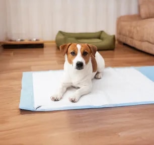 Urine Infections in Dogs
