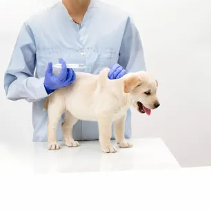 Vaccinations for Dogs and Puppies