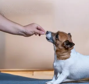 Vitamin C for Dogs 