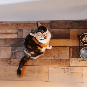 What Do Different Cat Noises and Sounds Mean