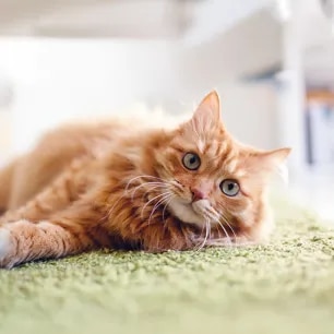What Does My New Cat Need