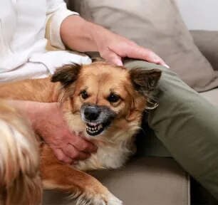 What Types of Dog Growl Mean