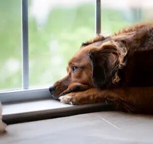 What to Do If Your Dog Goes Missing