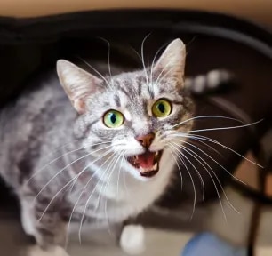 Why Do Cats Have Whiskers