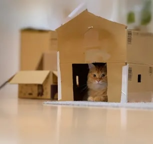 Why Do Cats Like Boxes