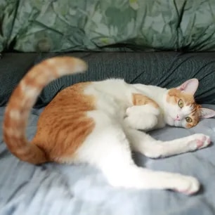 Why Do Cats Wag Their Tails
