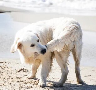 Why Do Dogs Chase Their Tails