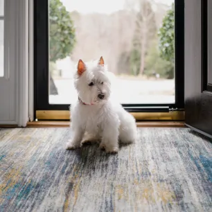 Why Do Dogs Scoot