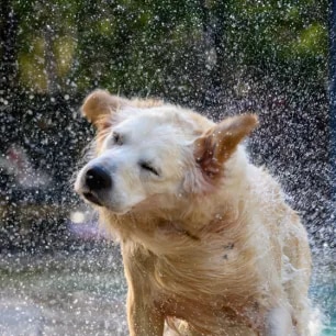 Why Do Dogs Shake