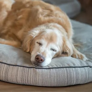 Why Do Dogs Sleep So Much