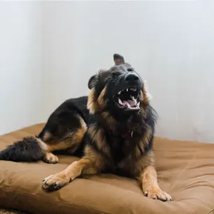 Why Do Dogs Sneeze