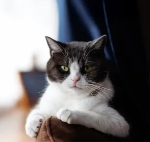 Why Does My Cat Stare at Me