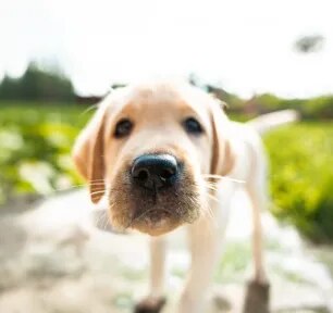 Why do dogs have whiskers