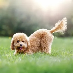 Why do dogs wag their tails