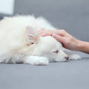 Worms in Dogs