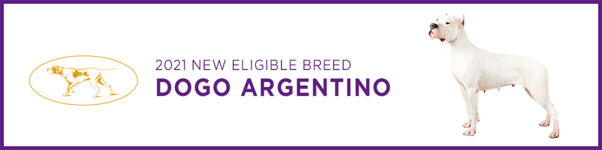Dogo Argentino