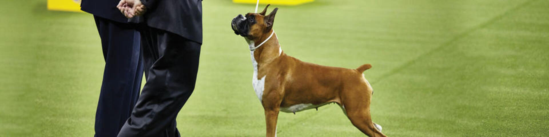 Working Breed
