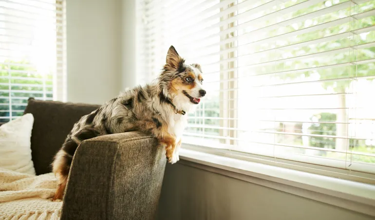 Dog sitting on top of chair looking out window