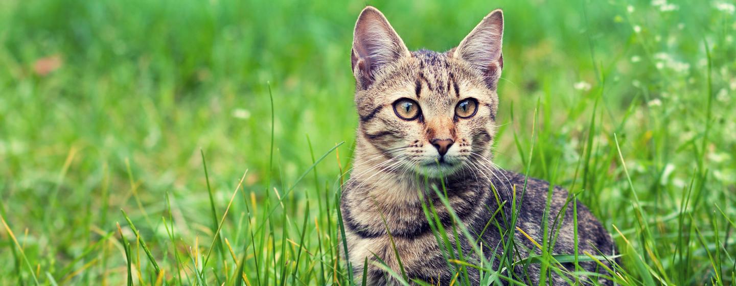 Cat Ticks: Causes, Signs and Treatment