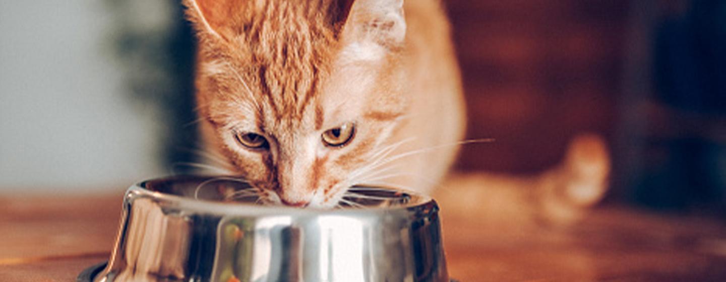 Why Is My Cat Always Hungry?