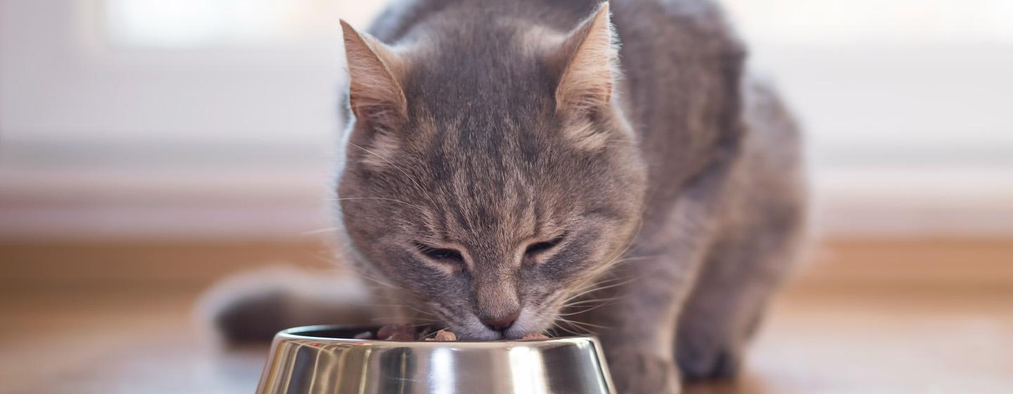 Feeding Your Indoor Cat