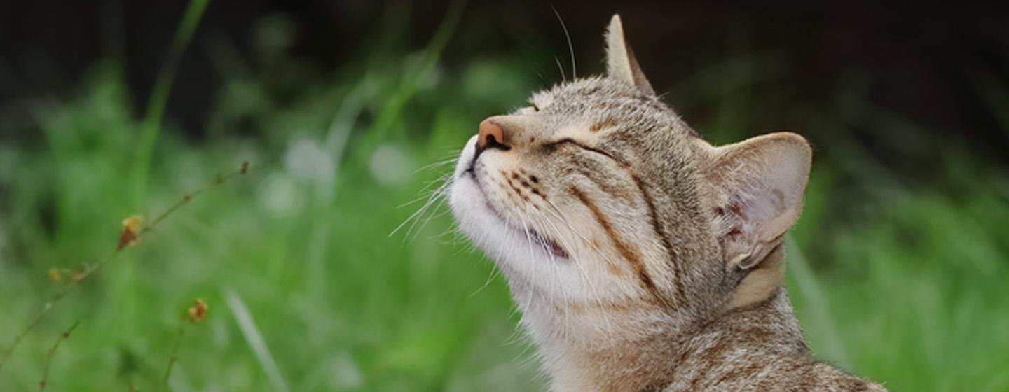 All About Outdoor Cats