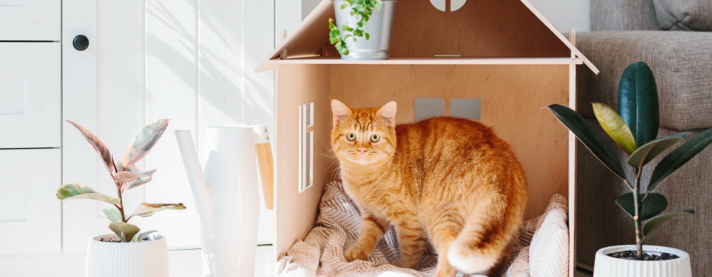All About House Cats