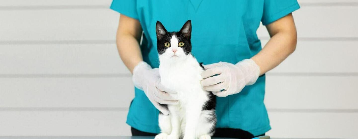 Cat Flu - Symptoms, Treatment and Long-term Effects