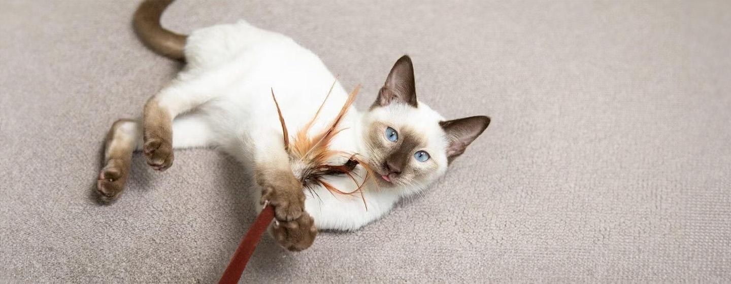 Bringing a Kitten Home