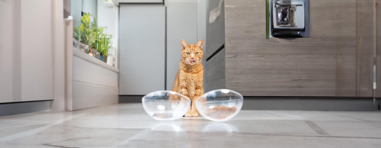 Can Cats Eat Dog Food?