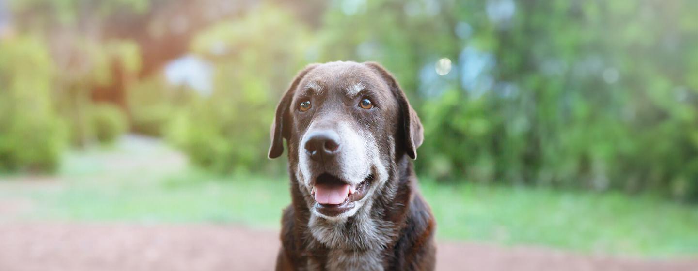 Can Dogs See Colour?