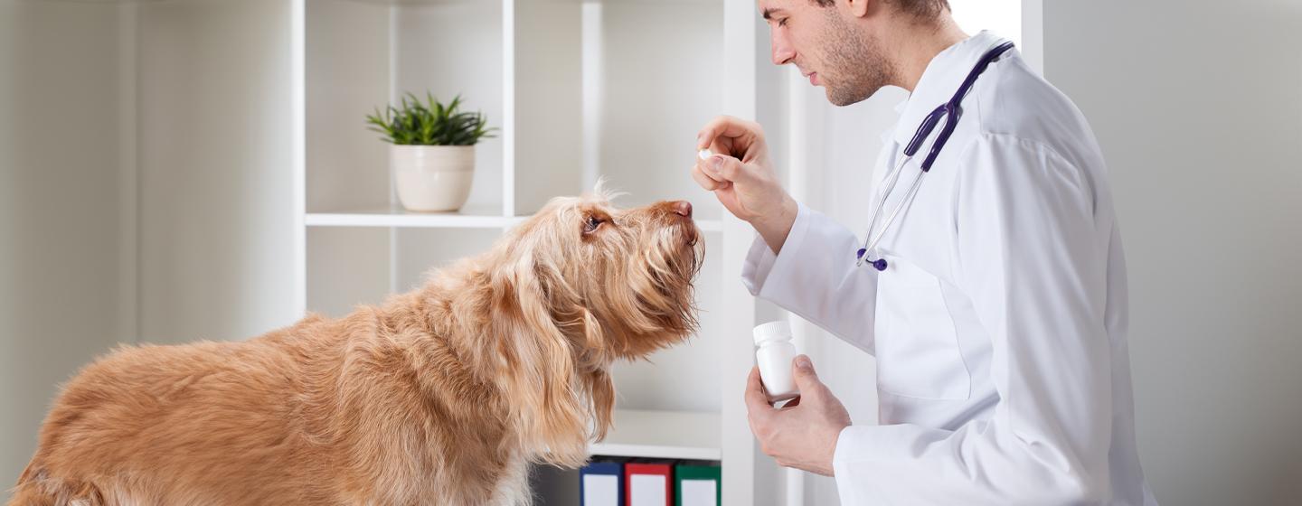 Can You Give Dogs Benadryl?