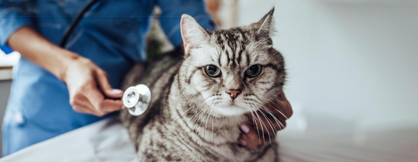 Cancer in Cats – Symptoms and Treatment