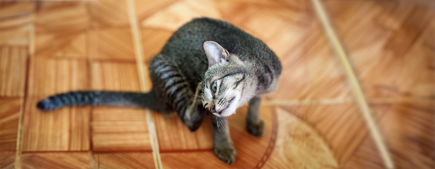 Cat Fleas - Causes, Prevention and Treatment