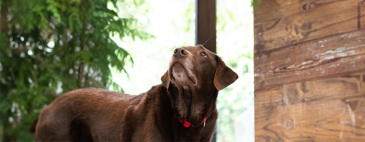 Dog Hot Spots and How to Treat Them