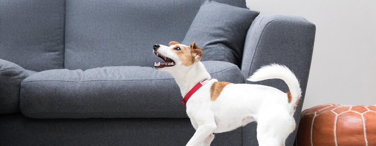 Excessive Dog Barking: Causes & Ways to Stop It