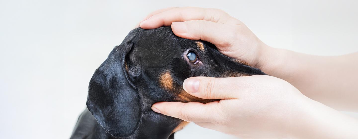Glaucoma in Dogs
