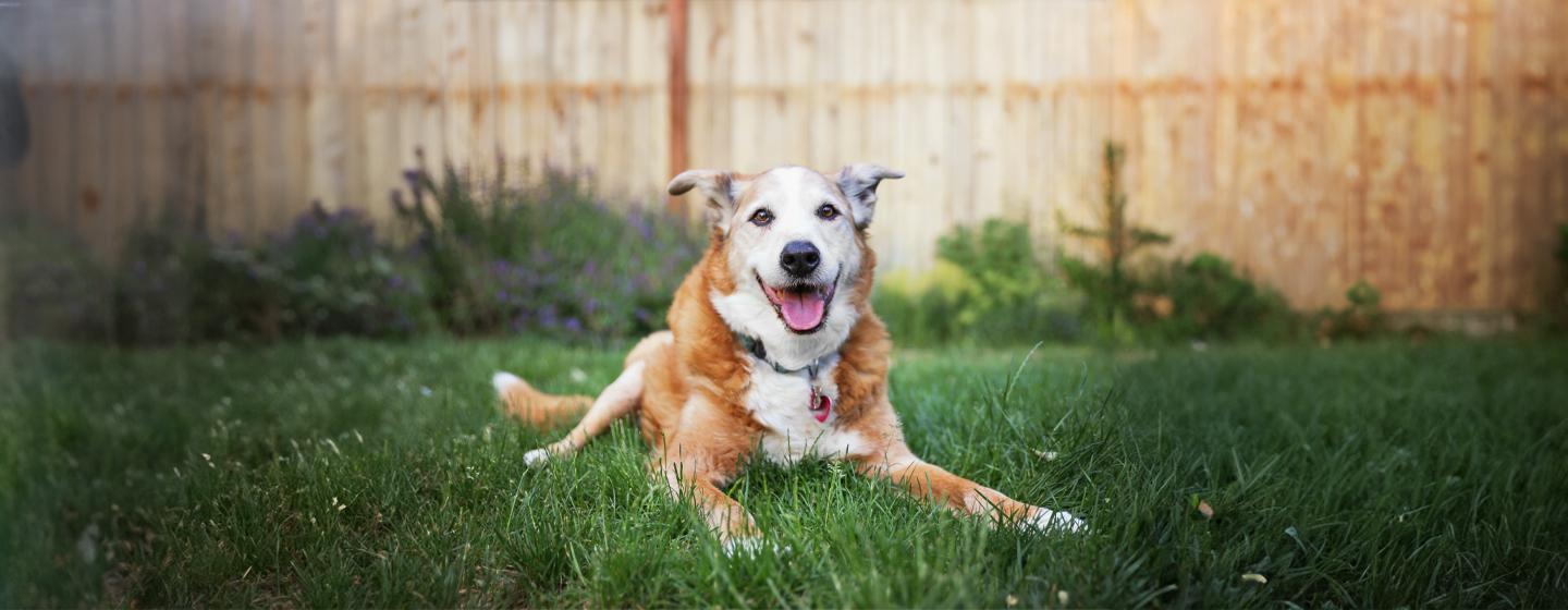 Grooming Tips for Senior Dogs