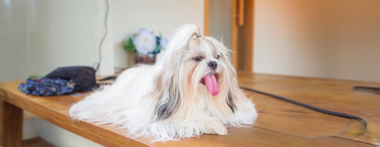 Heat Stroke in Dogs: How to Recognise the Symptoms and Act Swiftly