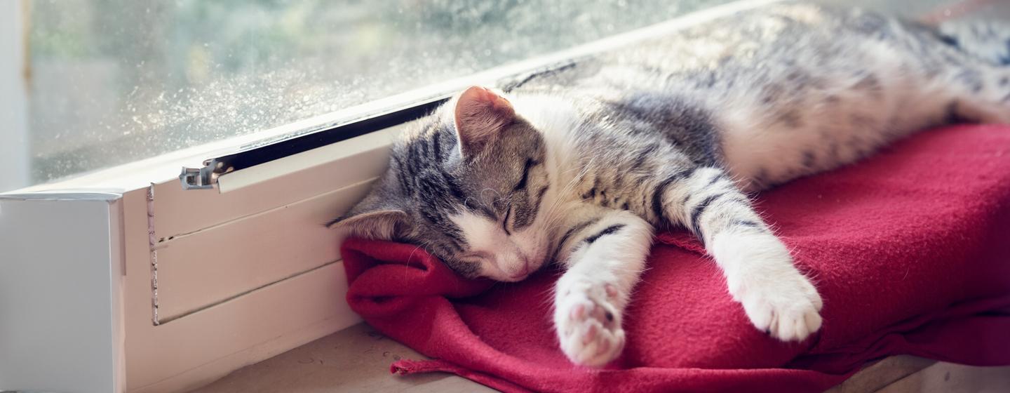 How Long Do Cats Sleep?
