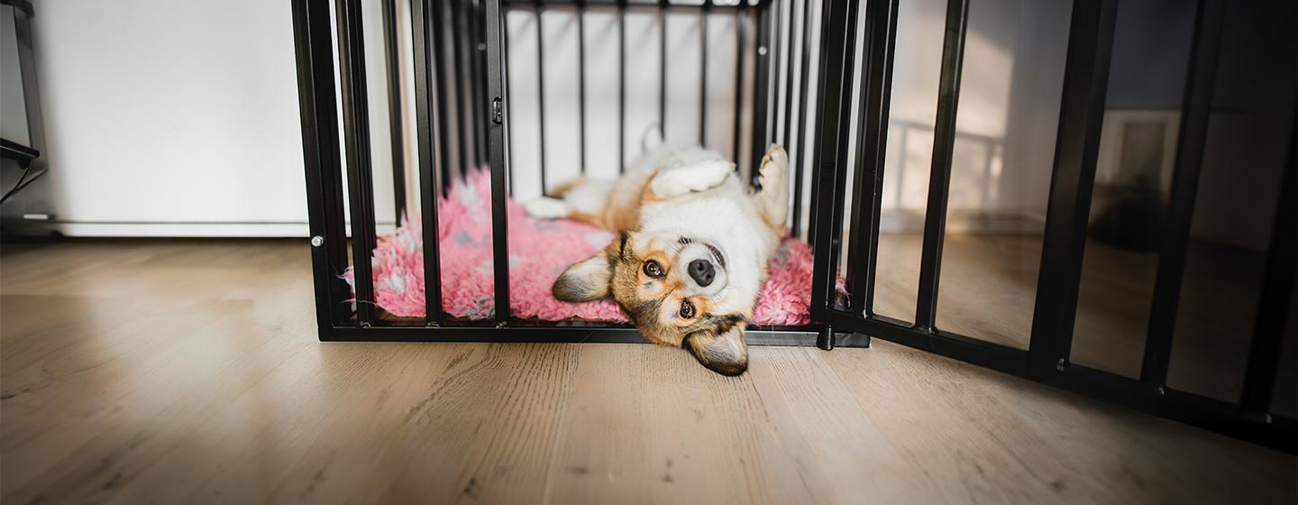 How to Crate Train a Puppy
