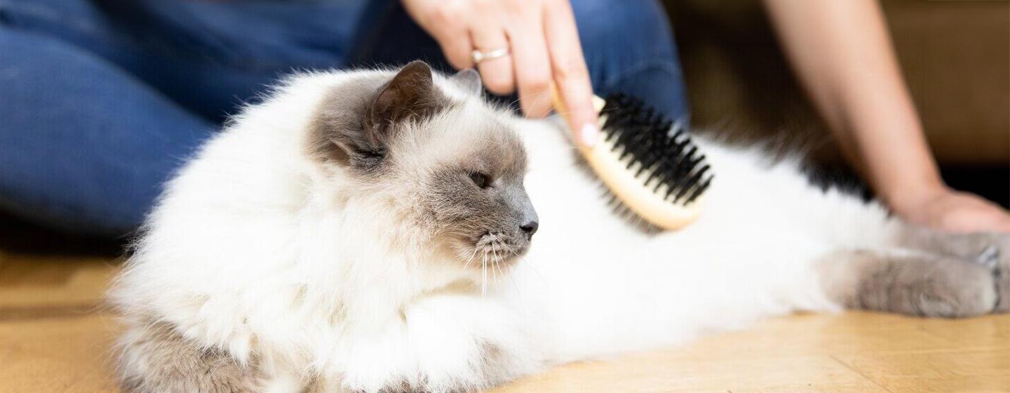 How to Groom a Kitten