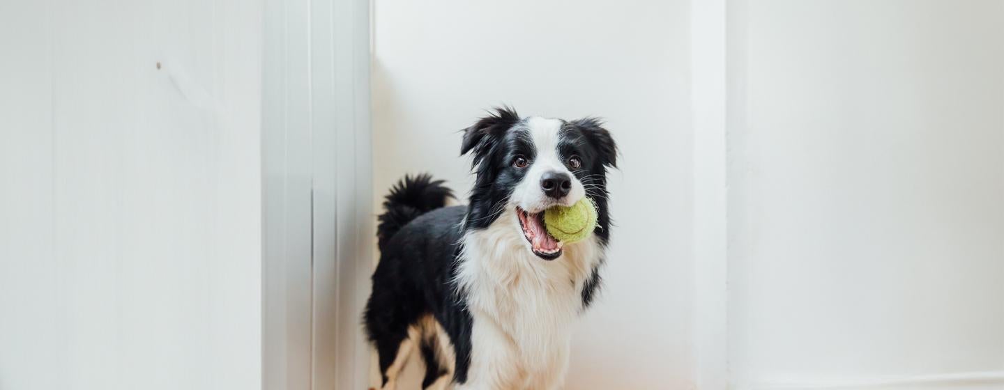 Indoor Dog Games Suggested by a Dog