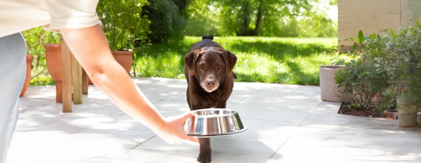 Is My Dog Overweight