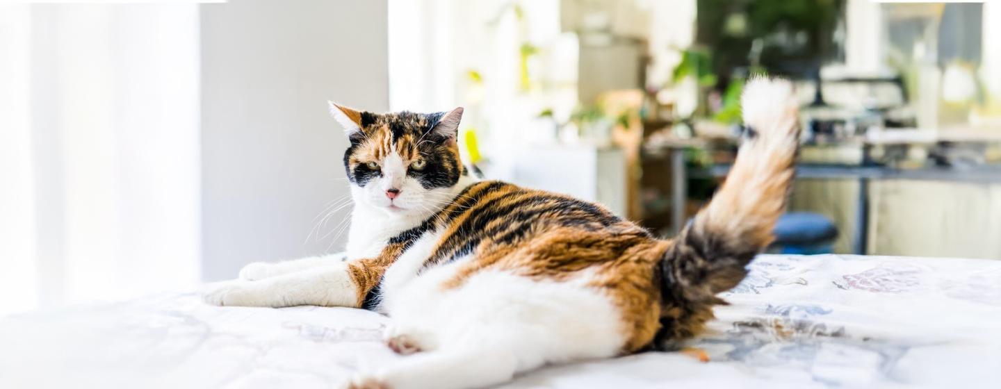 Is Your Cat Overweight